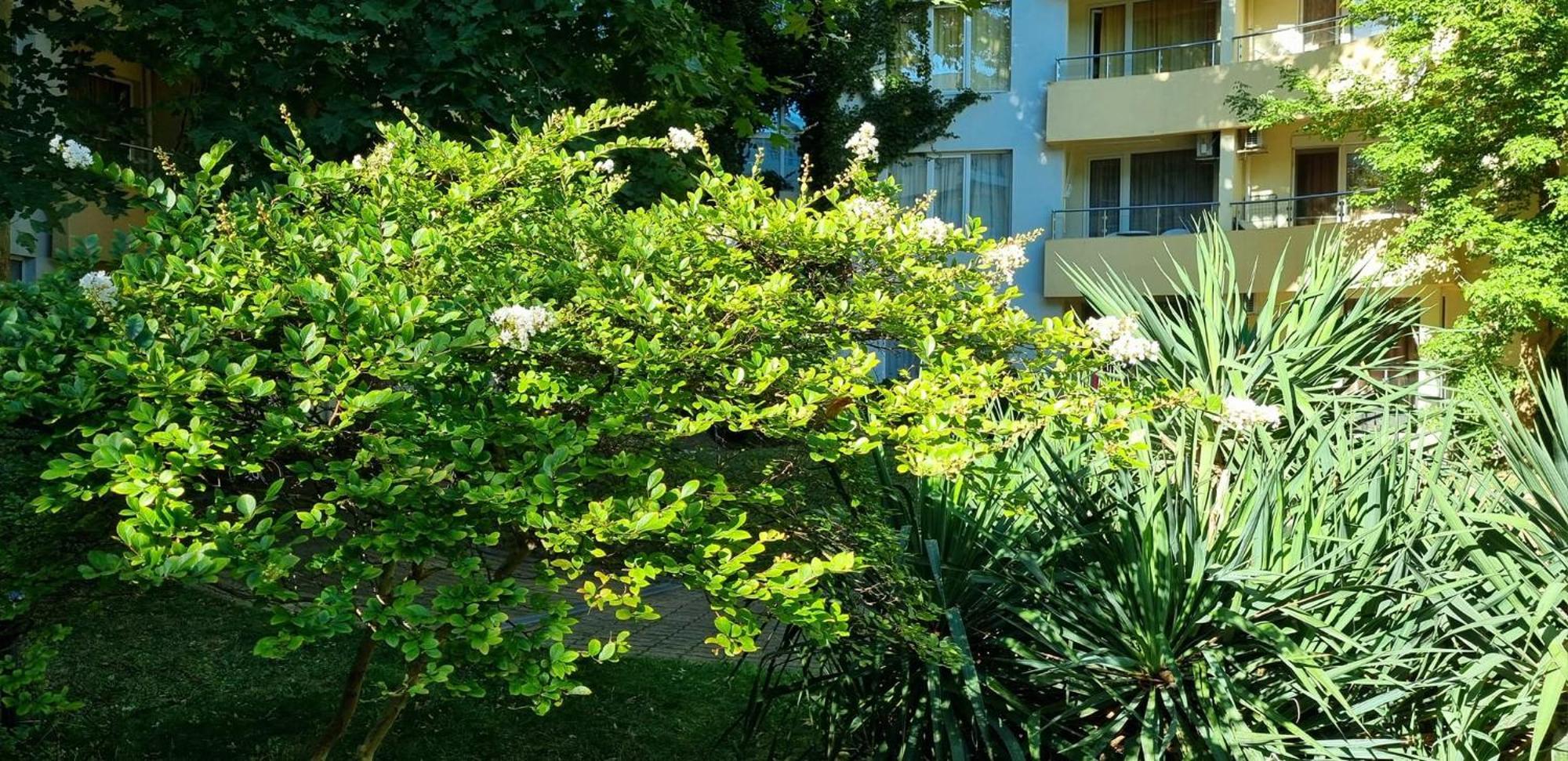 Niko Apartments Sunny Beach Buitenkant foto